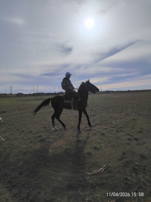 Донен айғыр сатылады