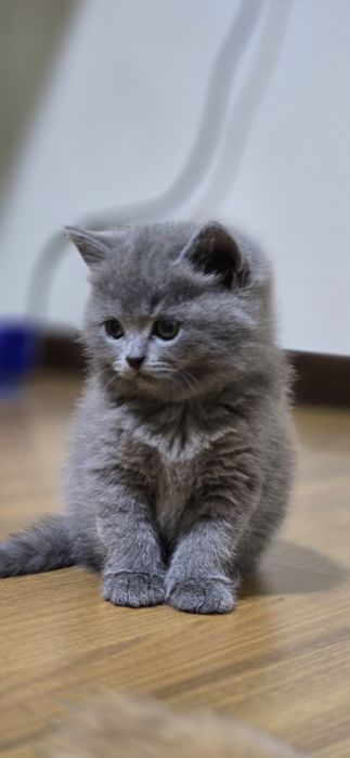 Скоттиш страйт Scottish straight