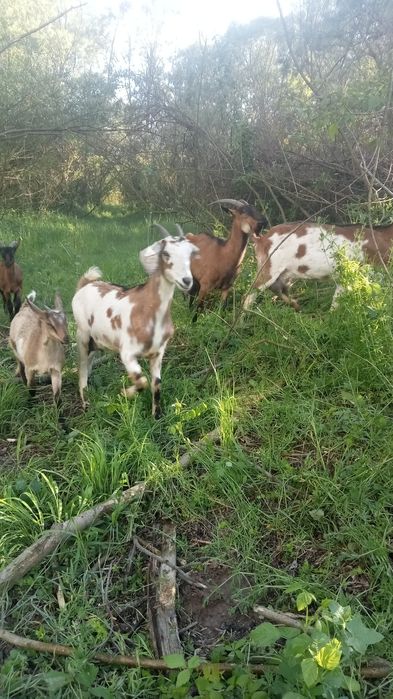 Capre și ieduțe alpin, sanen, metis nubian
