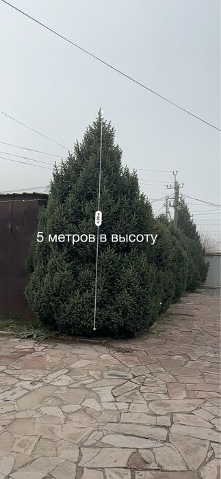 Тяньшаньская ель 6 метров в высоту