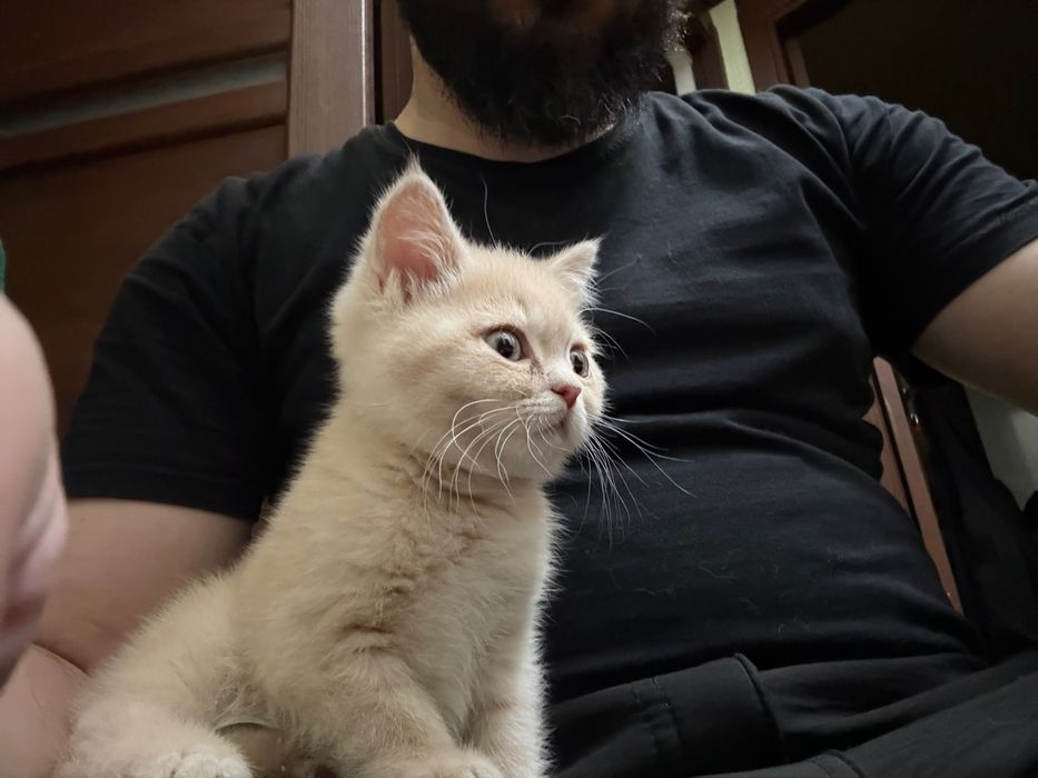 Mushuk bolasi sotiladi