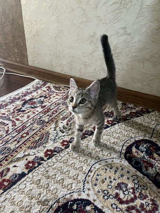 Котенок в добрые руки