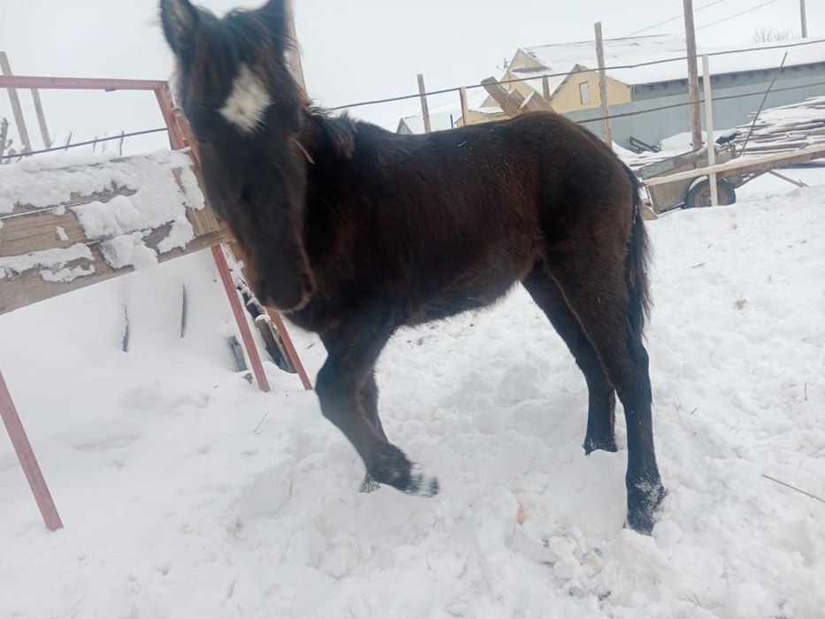 Ұрғашы жабағы сатылады