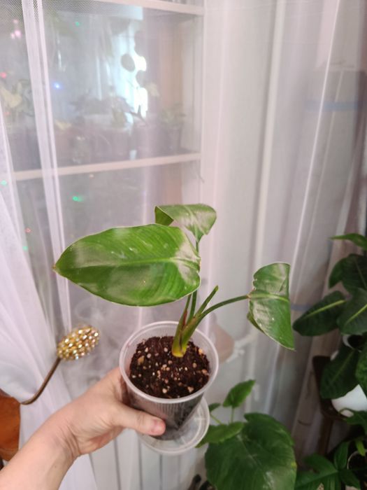 Продам комнатные цветы разные