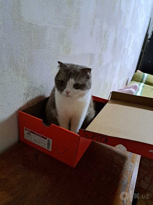 Отдам даром кошку