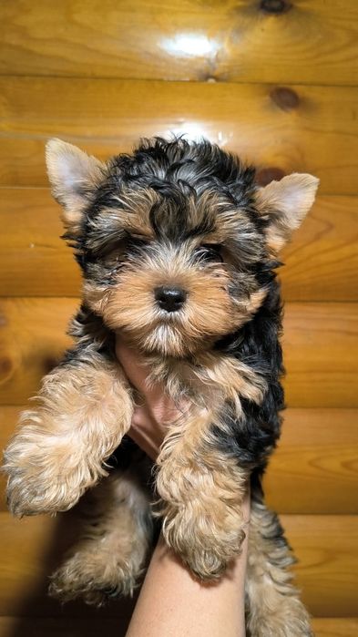 Йоркширские терьеры мальчики
