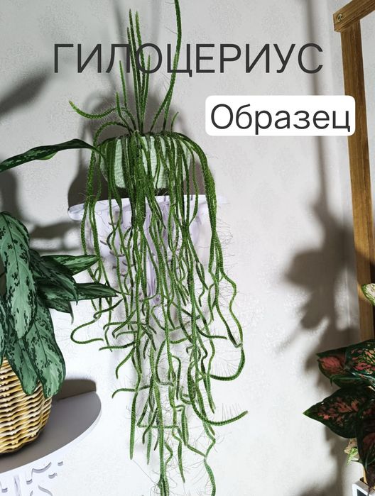 Гилоцериус Комнатный цветок