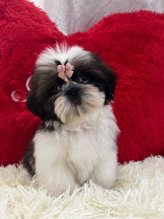 Кукольные щеночки ши-тцу