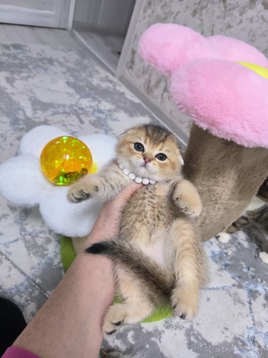 Котята от правильной вязки
