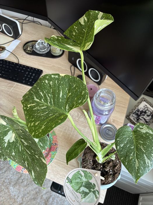 Монстера делисиоза thai constellation тайландско съзвездие monstera deliciosa делисиоза