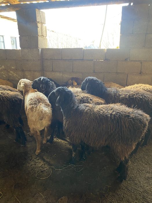 13 бас токты сатылады