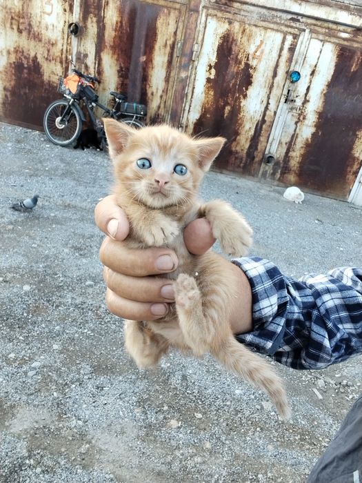 Котёнок ,котята мышилов мальчик