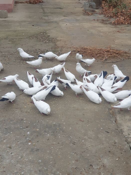 Голуби продаются, кабутарлар сотилади