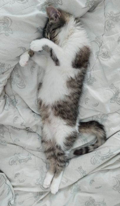 Котёнок девочка в добрые руки