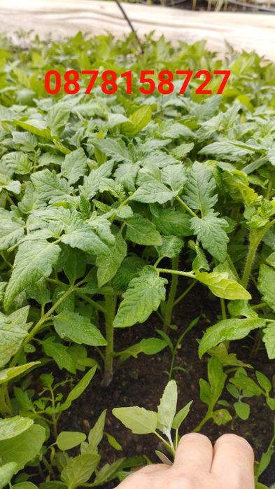 Продавам  разсад за Пипер и Домати и др.