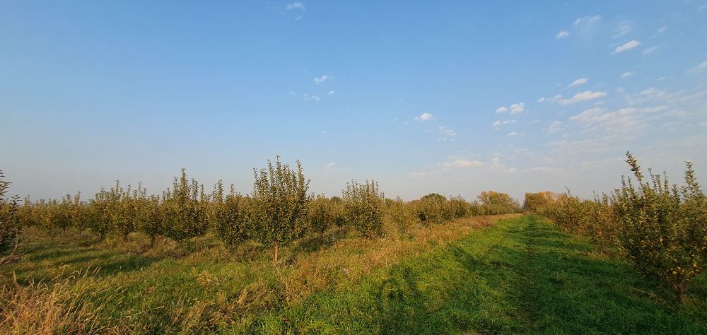 Продам  яблоневый сад в г. Есик.