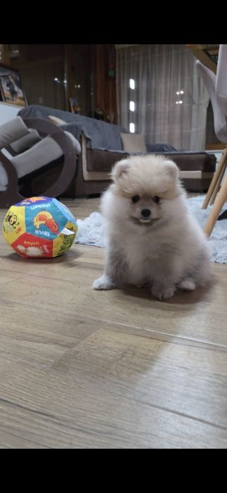 Померан,померанче момче с необходимите ваксини и паспорт!