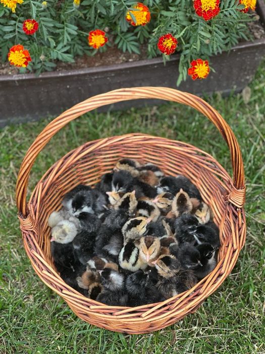 Pui de rasa Australorp si oua de incubat