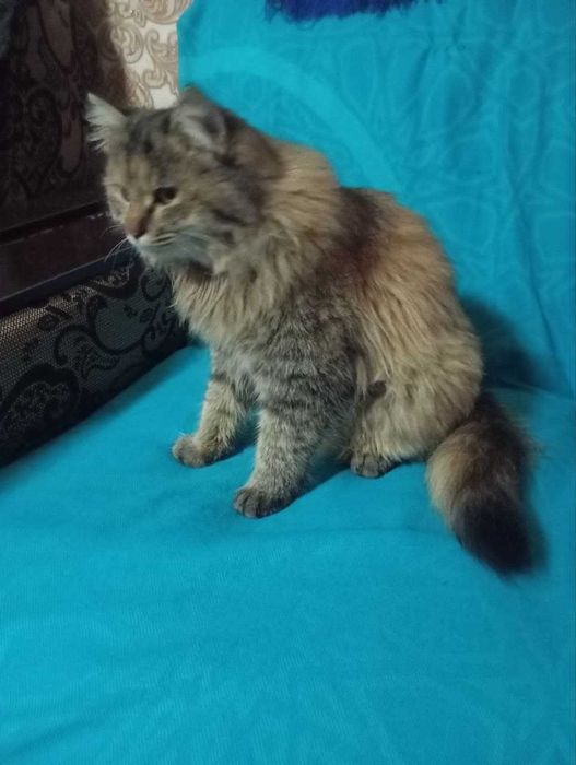 Минкун прадаётса