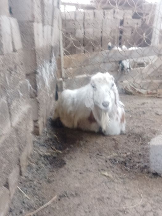 Дойные козы продам