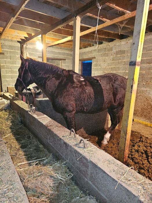 Екі айғыр сатылады