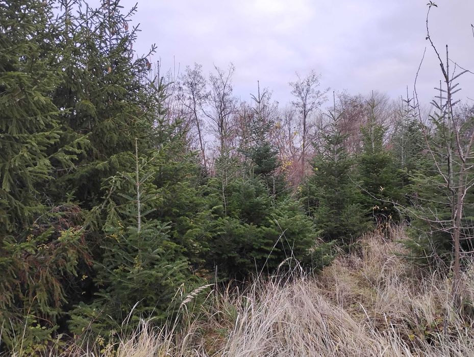 Brazi de vanzare 150 lei/bucata, sau engross 100 lei