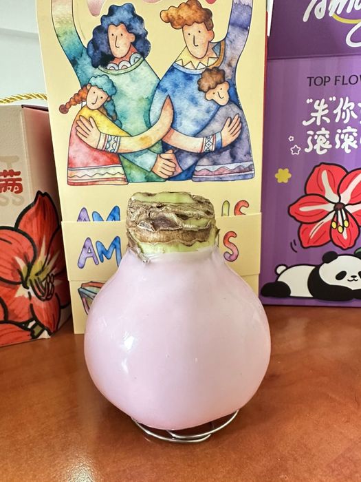 Амариллис в воске/ луковицы Амариллиса