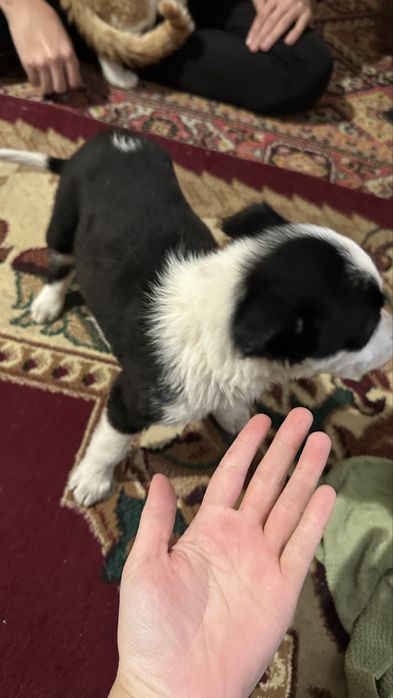 Кушіктер бар кімге керек тегін