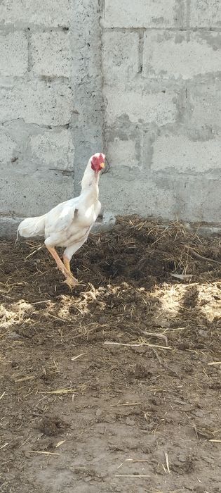 Yosh xoʻroz sotiladi