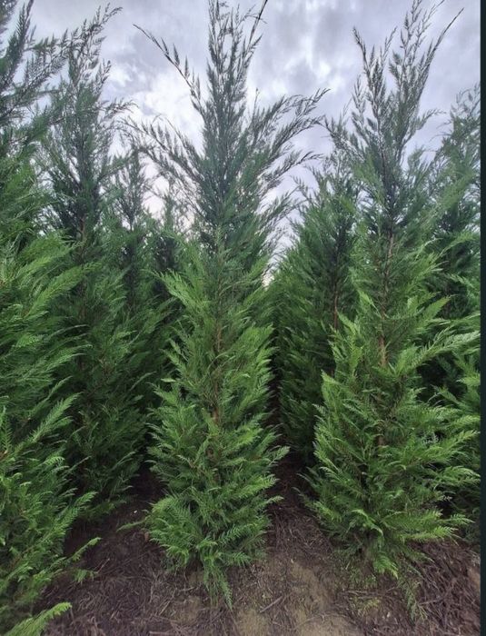 Leylandii la oferta !!!