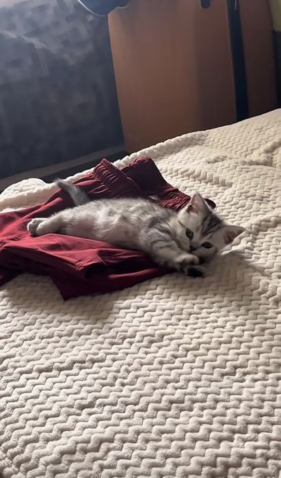 Британские котята