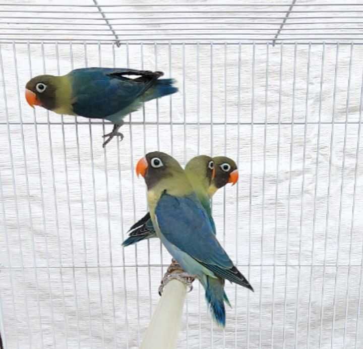 Неразлучка Фишер.  Nerazluchka Fisher