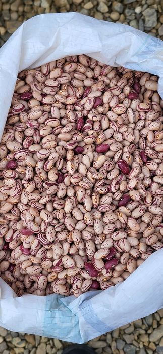 Cartof alb si rosu cu miezul galben