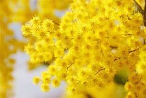 Саженцы ,многолетние цветы