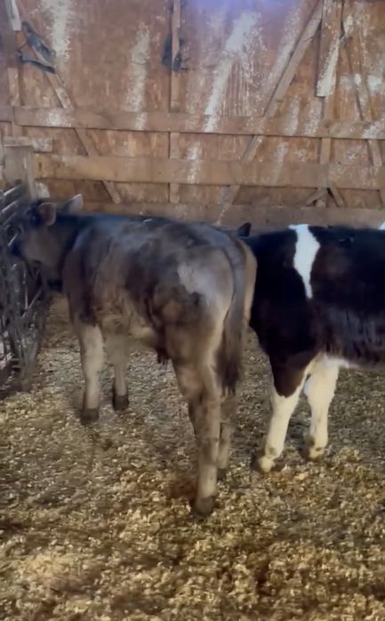 Vand 4 Vitei intarcati pentru crescut ! Exemplare frumoase,