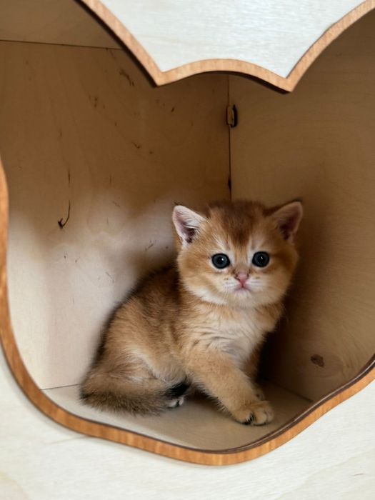 Шиншилла британская малышка