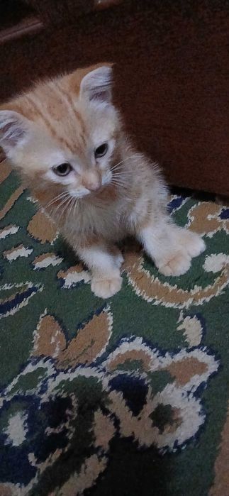 Aqillik , sog'lom mushuk bolasi.