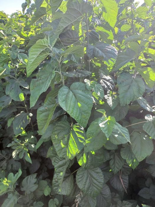 Oliy navli tut uruglar