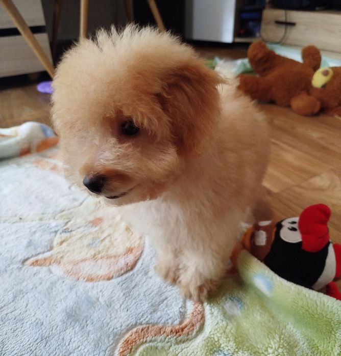 Пудел Мини -момченце