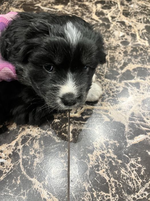 Отдам щенков бесплатно в добрые руки