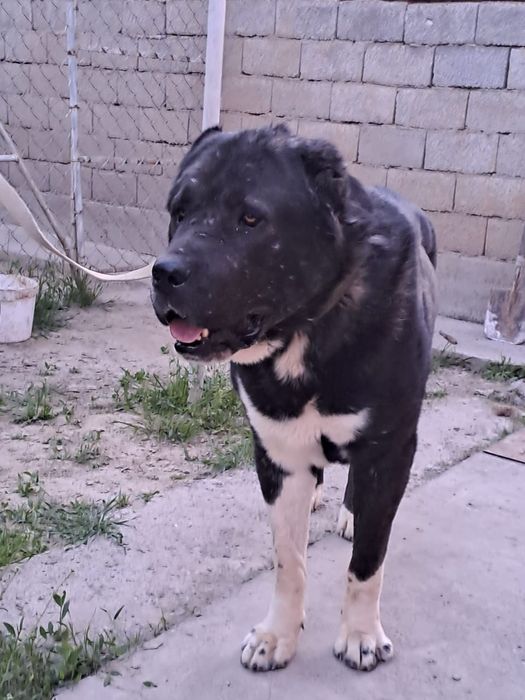 Төбет сатылады. 1.8 жас.