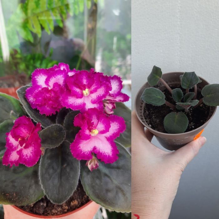 Фиалка Okie easter bunny большая детка и много других цветов