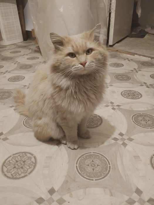 Котята от Вислоухой кошки.