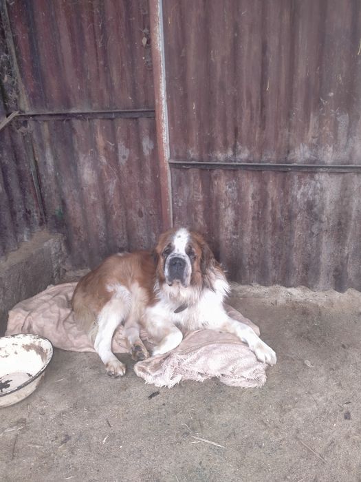 Московская сторожевая