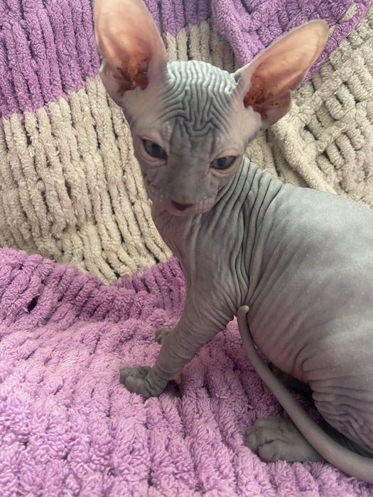 Два лысых котёнка сфинкса, мальчики