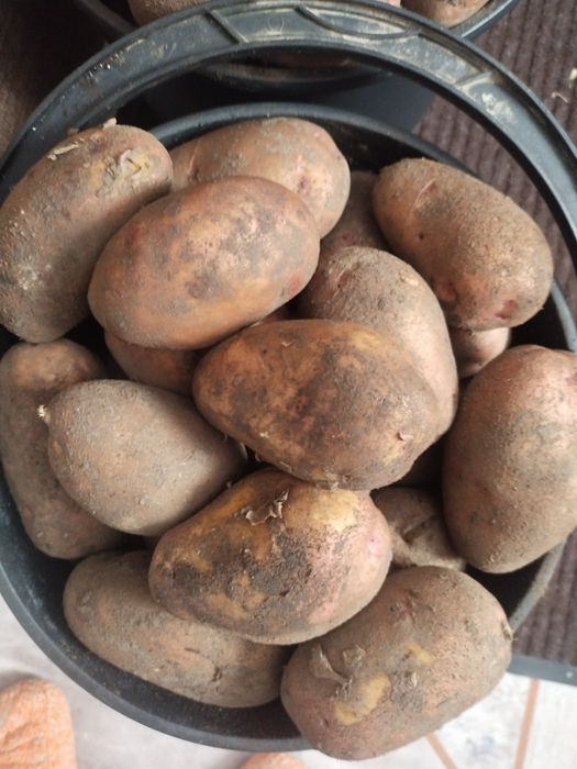 Продам картофель, домашний.