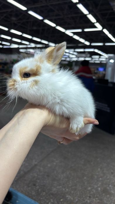 Кролики карликовые