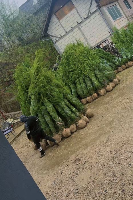 Leylandii super oferta