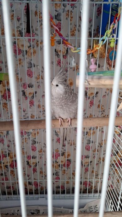 Волнистый попугай и корелла