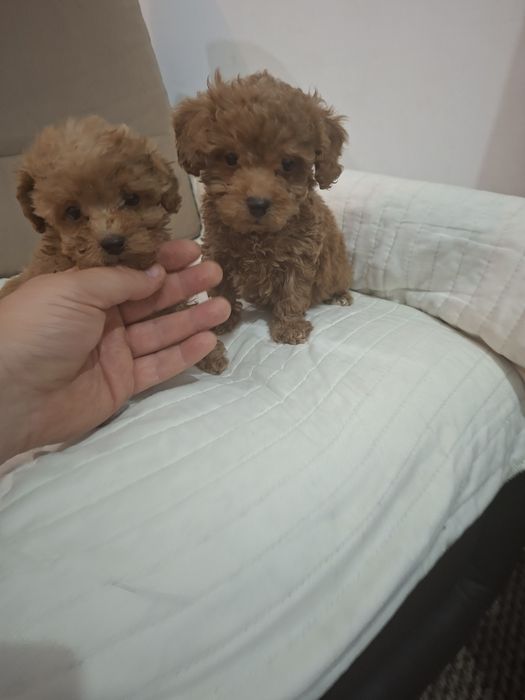 Pudel red talie mica